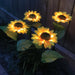 Illuminating Solar Sunflowers